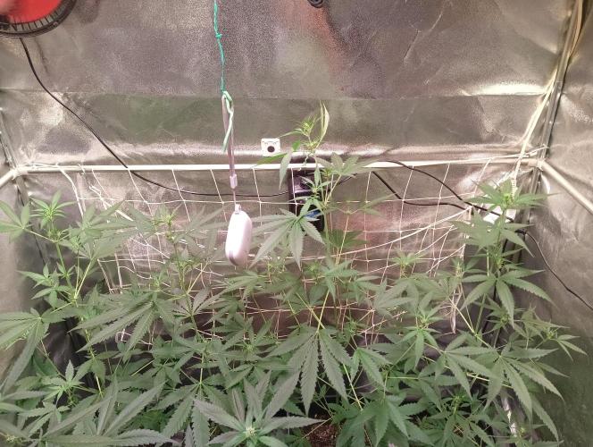 ZOAP 👽. Week 4