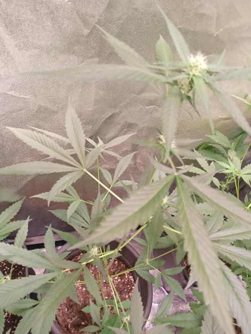 ZOAP 👽. Week 4