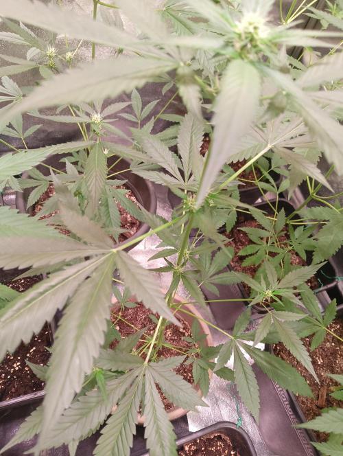 ZOAP 👽. Week 4