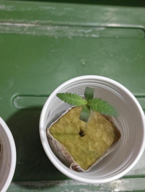 SWEET PEAKY SWEET. Week 0