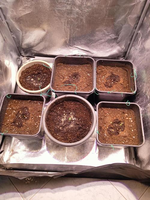SWEET PEAKY SWEET. Week 0