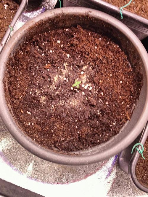 SWEET PEAKY SWEET. Week 0