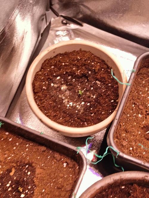 SWEET PEAKY SWEET. Week 0