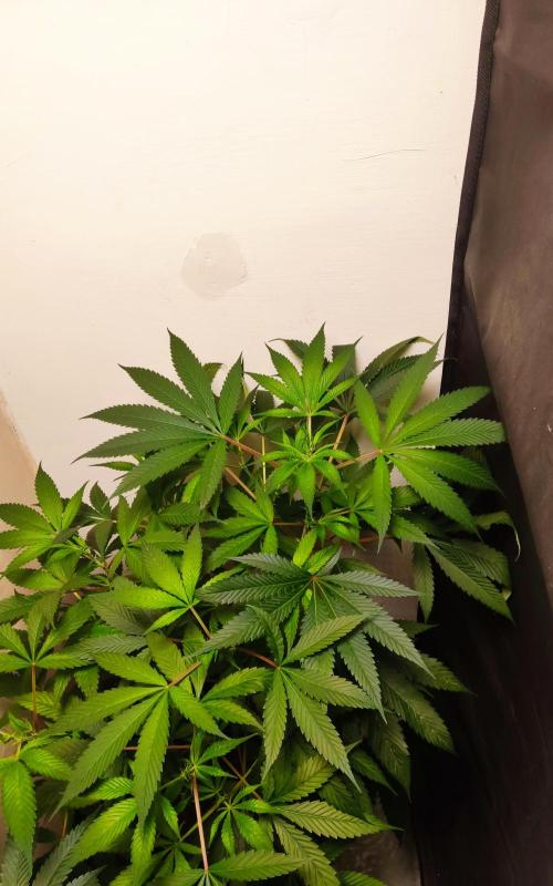 O. G. Diamond. Week 5