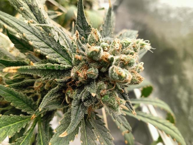 My Future. Week 16