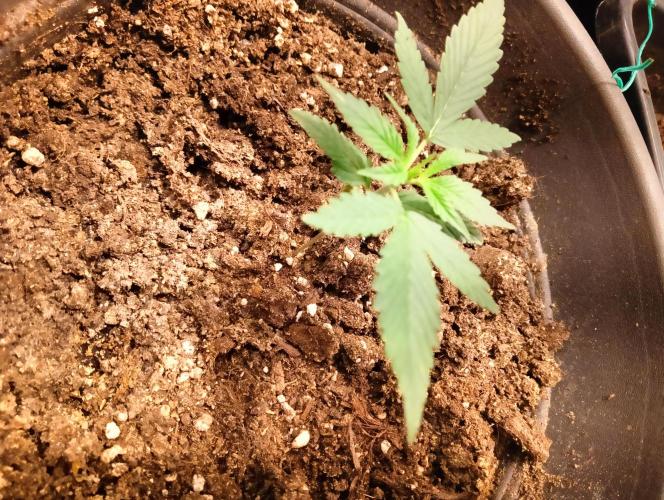 SWEET PEAKY SWEET. Week 2