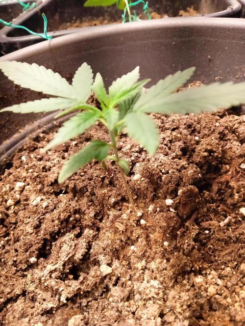 SWEET PEAKY SWEET. Week 2