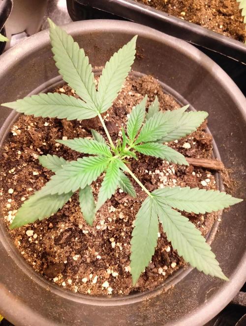SWEET PEAKY SWEET. Week 2
