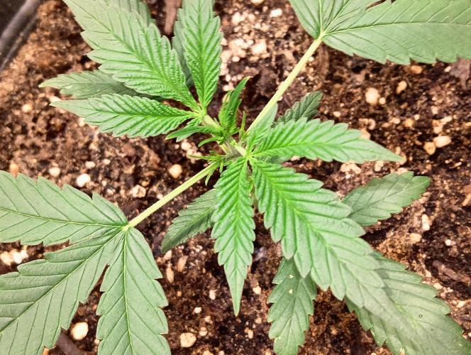 SWEET PEAKY SWEET. Week 2