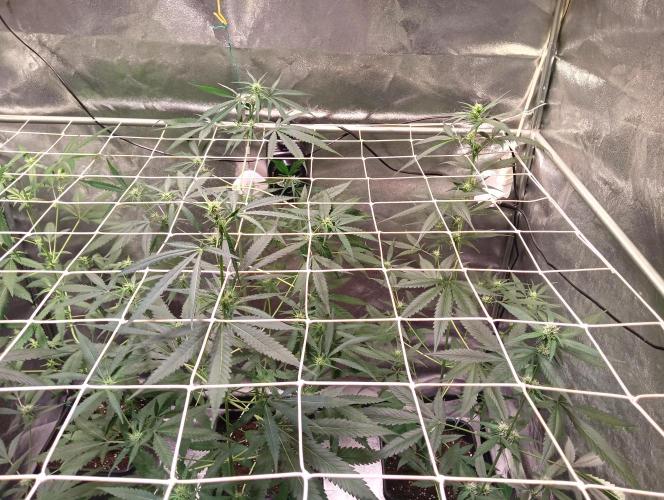 ZOAP 👽. Week 5