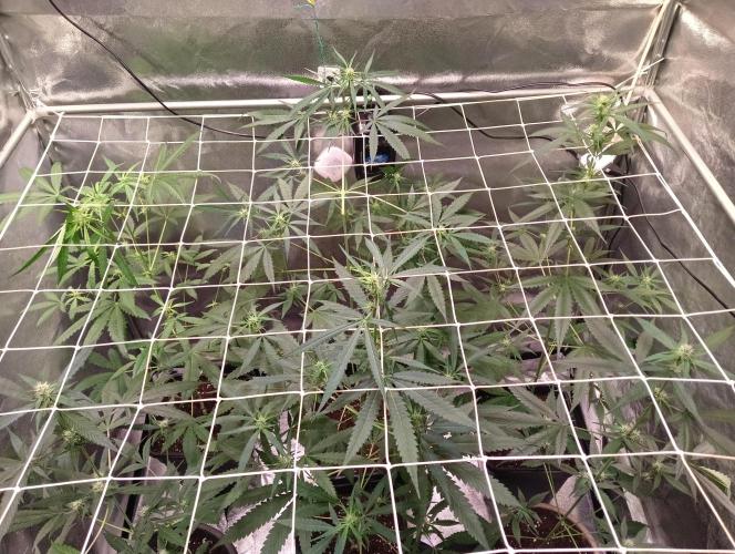 ZOAP 👽. Week 5