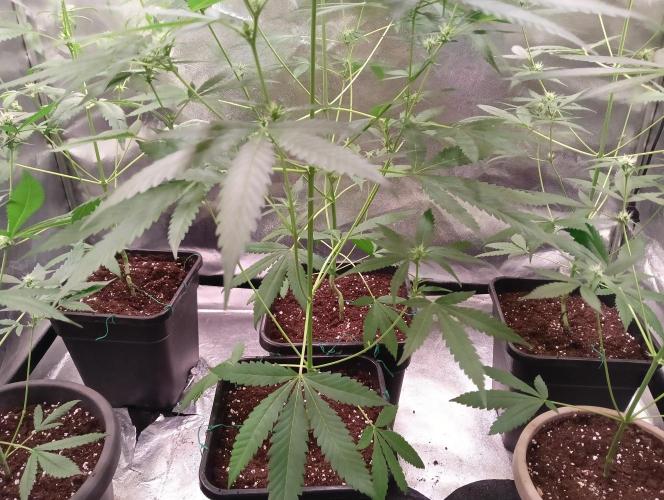 ZOAP 👽. Week 5