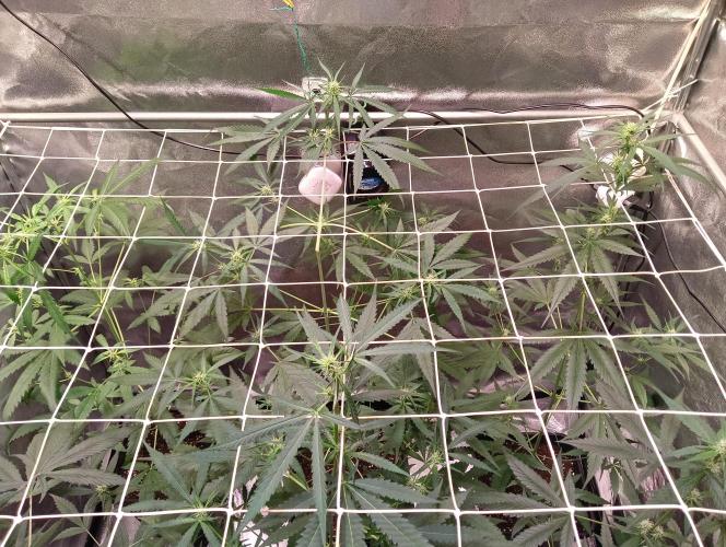 ZOAP 👽. Week 5