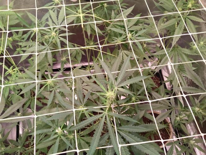 ZOAP 👽. Week 5
