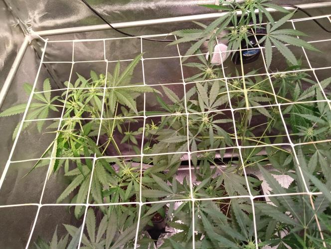 ZOAP 👽. Week 5
