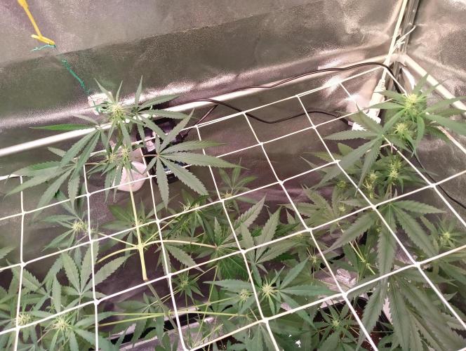ZOAP 👽. Week 5