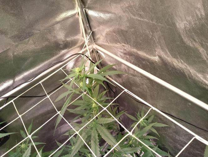 ZOAP 👽. Week 5