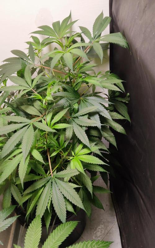 O. G. Diamond. Week 6