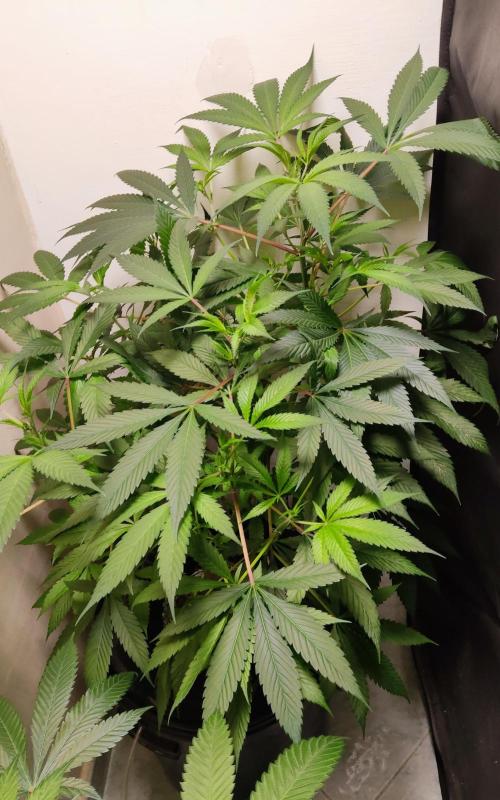 O. G. Diamond. Week 6