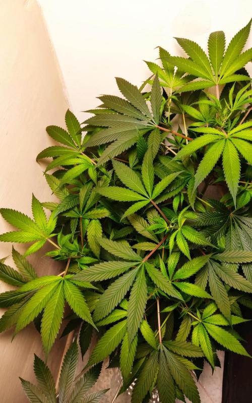O. G. Diamond. Week 6