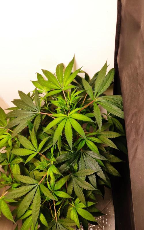 O. G. Diamond. Week 6