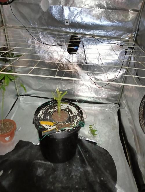 My Future. Week 17