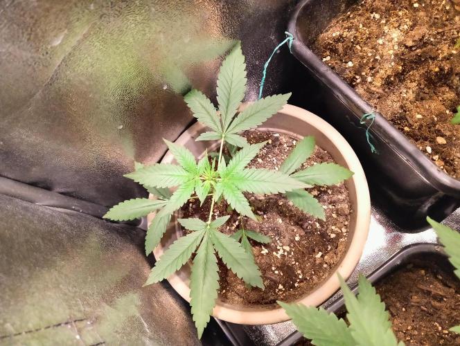 SWEET PEAKY SWEET. Week 3