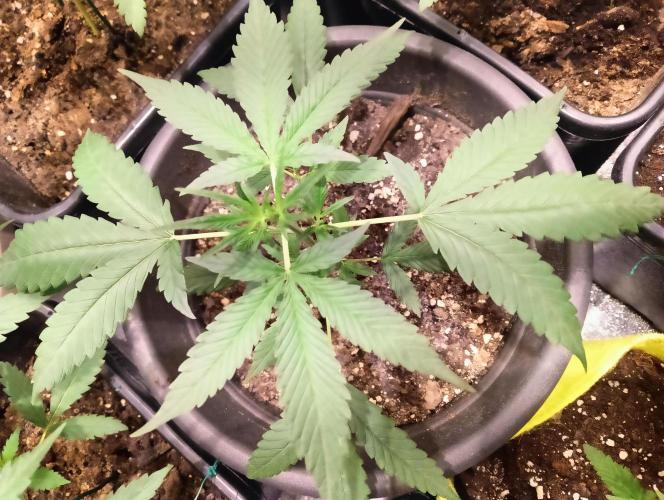 SWEET PEAKY SWEET. Week 3