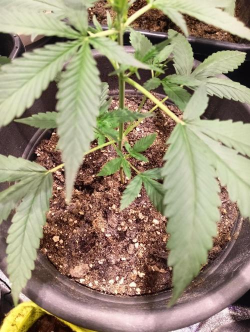 SWEET PEAKY SWEET. Week 3