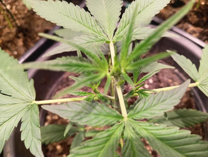 SWEET PEAKY SWEET. Week 3