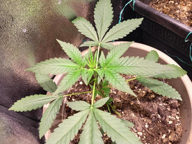 SWEET PEAKY SWEET. Week 3