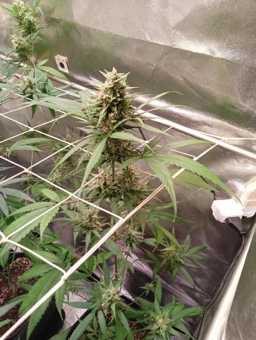 ZOAP 👽. Week 6