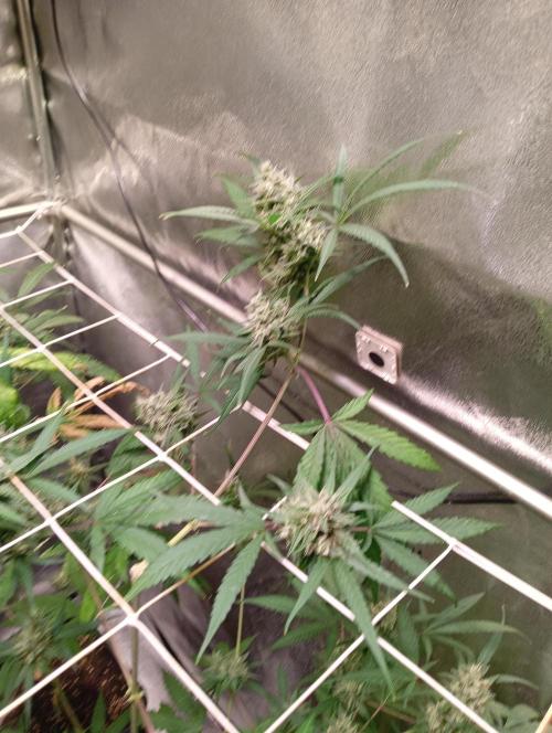 ZOAP 👽. Week 6