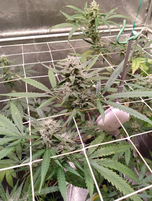 ZOAP 👽. Week 6