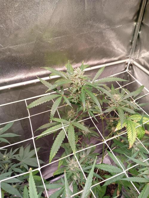 ZOAP 👽. Week 6