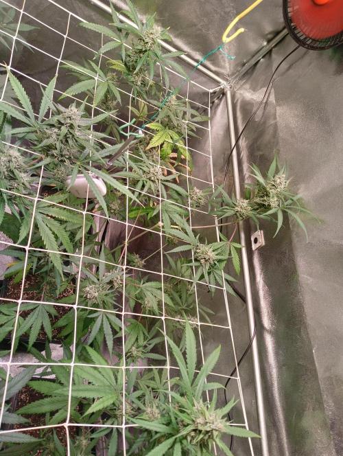 ZOAP 👽. Week 6