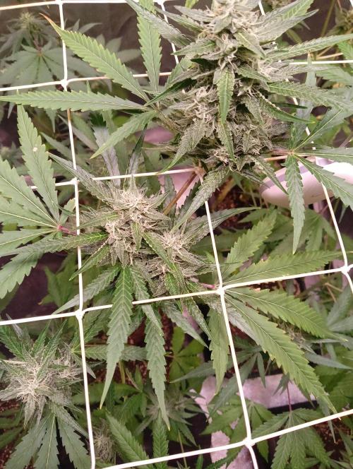 ZOAP 👽. Week 6