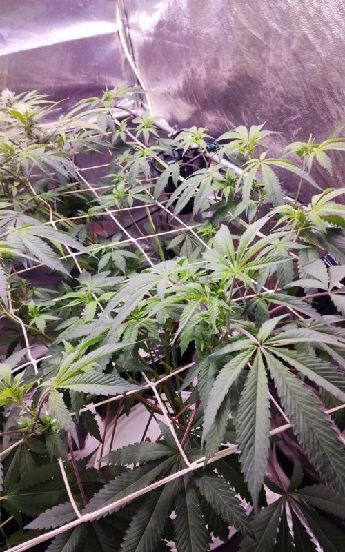 Peaky. Week 7