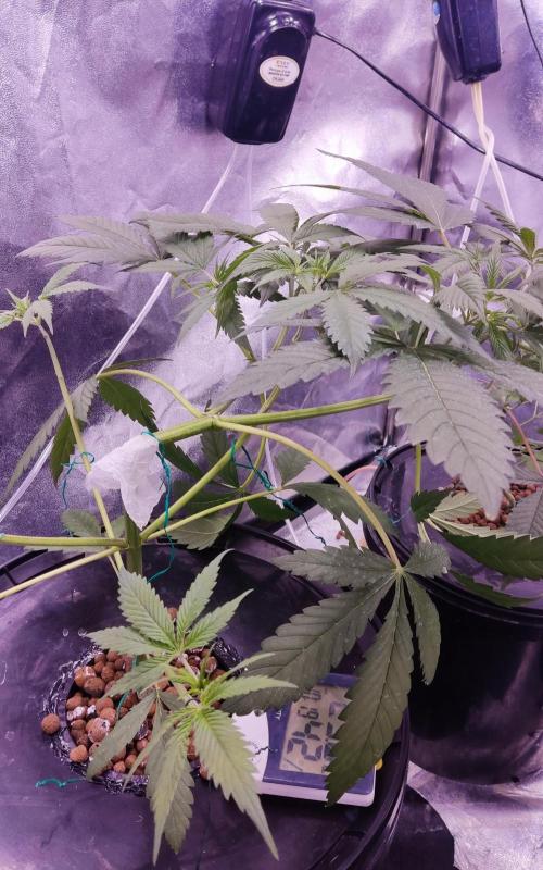Revenge Peaky. Week 4