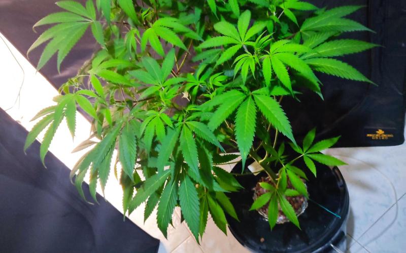 O. G. Diamond. Week 7