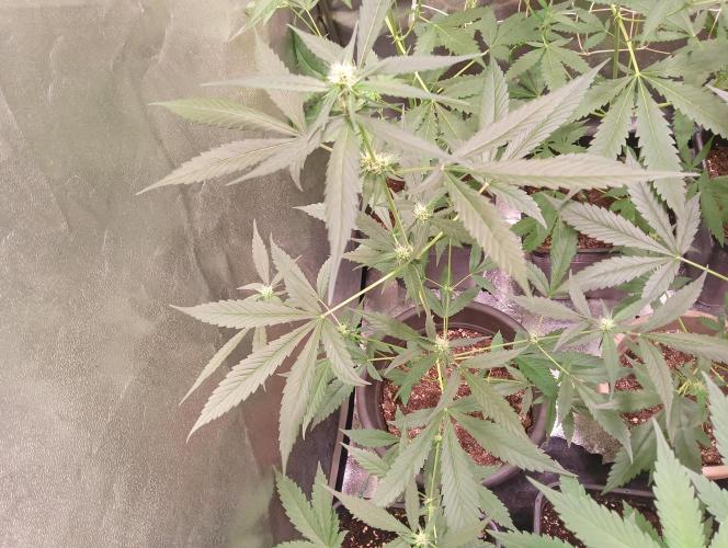 SWEET PEAKY SWEET. Week 4