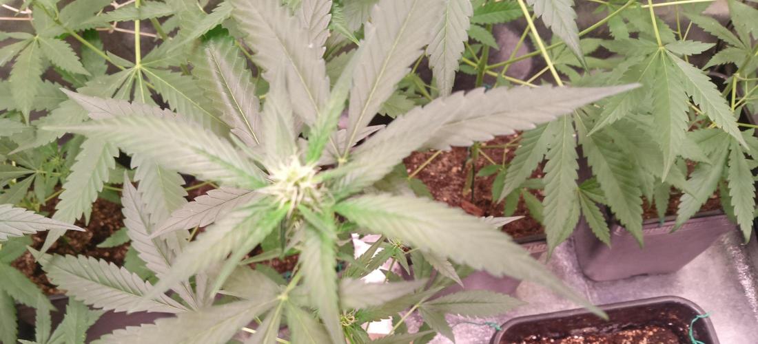 SWEET PEAKY SWEET. Week 4