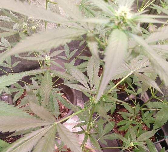 SWEET PEAKY SWEET. Week 4