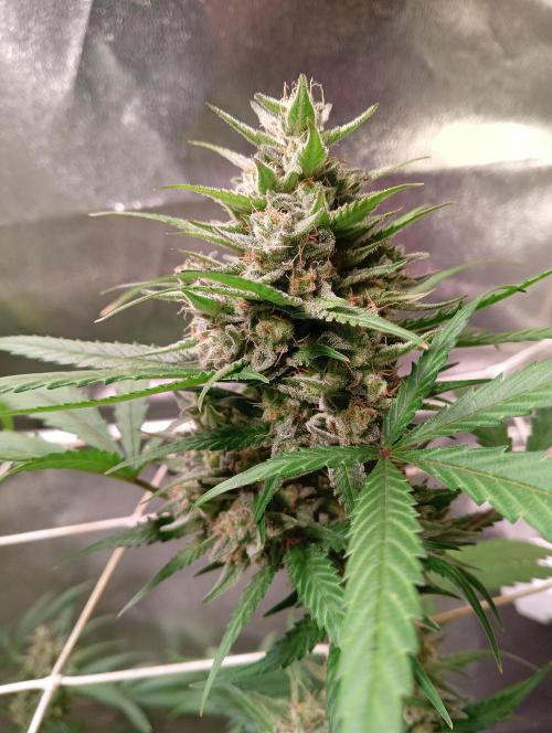 ZOAP 👽. Week 7