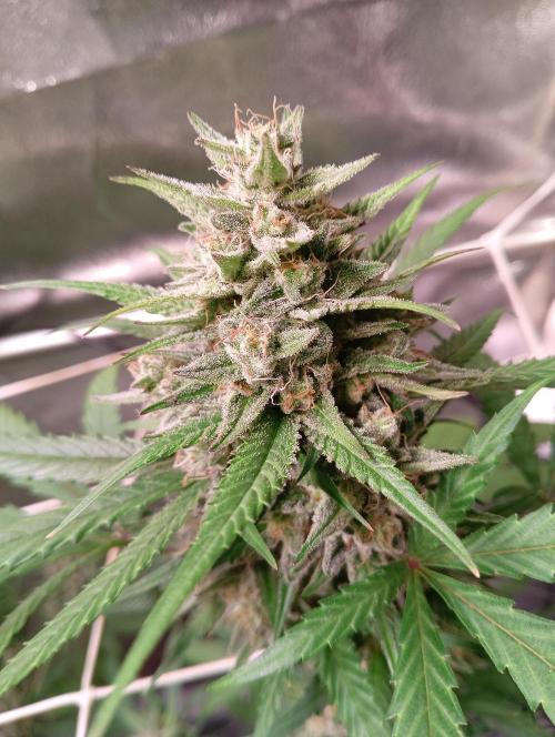 ZOAP 👽. Week 7