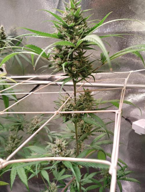 ZOAP 👽. Week 7