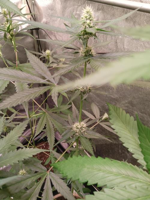 Orange Apricot Glue XL Auto. Week 5