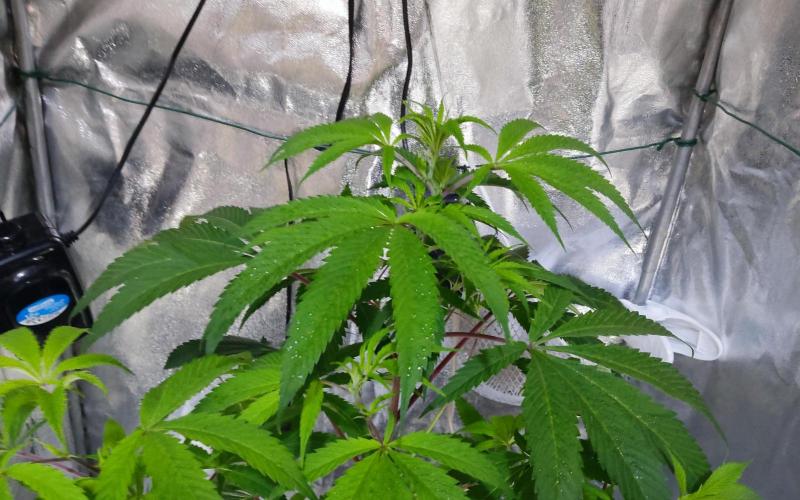 O. G. Diamond. Week 8