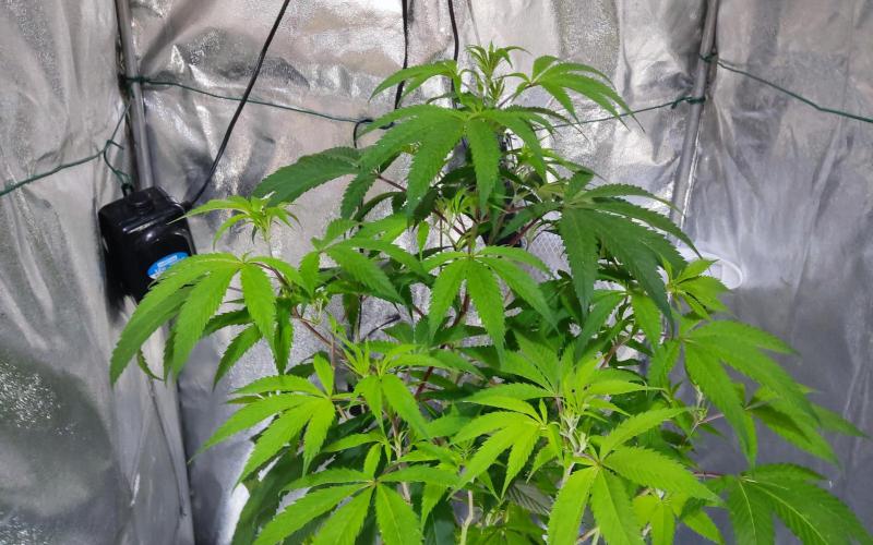 O. G. Diamond. Week 8