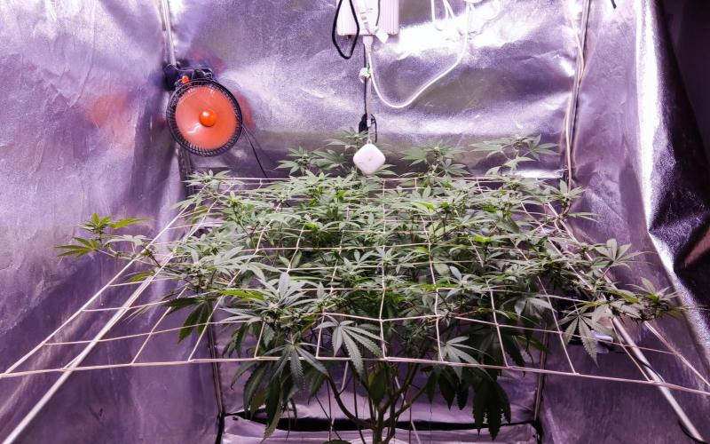Peaky. Week 9